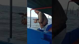 mancing mania
