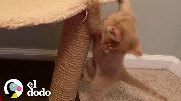 Rescued blind kittens have the cutest way of locating each other | The Dodo
