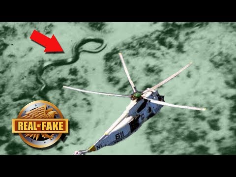 195FT SNAKE ক্যামেরায় ধরা পড়েছে- আসল নাকি নকল