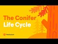 Understanding Conifers