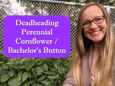 Vídeo: Should I Deadhead Bachelor's Button - Com podar una planta de botó de batxillerat