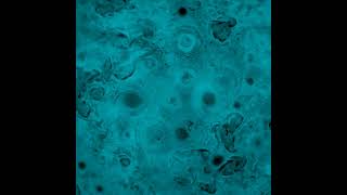 Não Humano - Homenagem, Libertinagem