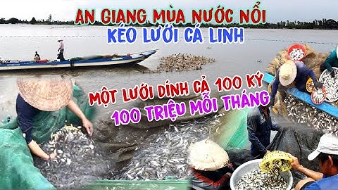 An Giang mùa nước nổi kéo lưới cá linh một lưới dính cả 100 ký kiếm 100 triệu mỗi tháng