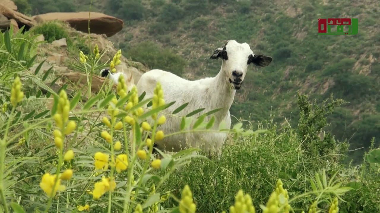 مناظر طبيعية خلابة من الأجزاء الغربية لمحافظة صعدة