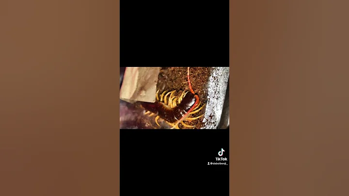 MY GIANT CENTIPEDE WOULD EAT ME if it could