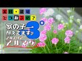 実践・栽培・どうなるの？【冬越し出来る花】家の子－３℃で耐えてます。【アルメリアアルマダ】植え方・育て方・育ち方【園芸】