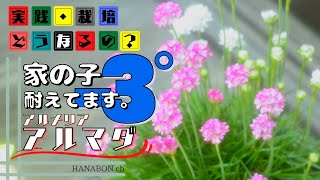 実践・栽培・どうなるの？【冬越し出来る花】家の子－３℃で耐えてます。【アルメリアアルマダ】植え方・育て方・育ち方【園芸】