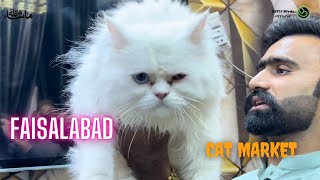 Visit cat lovremarket Faisalabad update available all qualitycat/price/details#birds #cat #viral