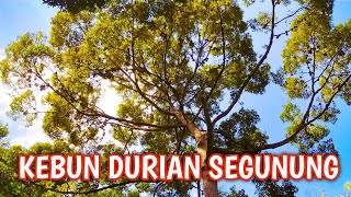 POHONNYA SEGUNUNG ! Mencari Durian Di Hutan Kalimantan, Pohon Durian Liar