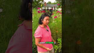 Grow Cosmos Year-Round: Easy Flowers, Smart Staking Secrets! #shorts