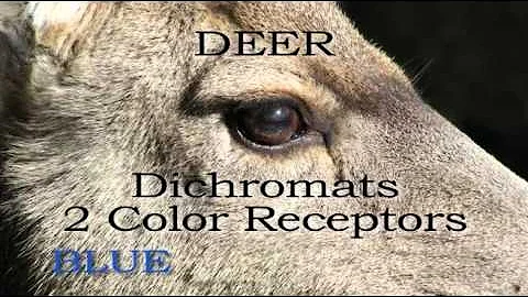 Quale animale vede tutti i colori?