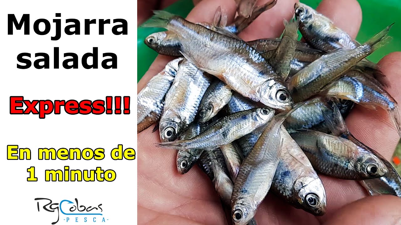Como preparar mojarras saladas y conservarlas para pescar pejerrey - Método rápido