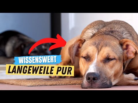 Video: 5 Anzeichen, dass Ihr Hund gelangweilt ist und wie man ihn besiegt