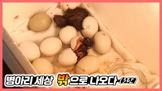 Hatching chicks with mart eggs! (3rd) / Hearing / Raising chicks