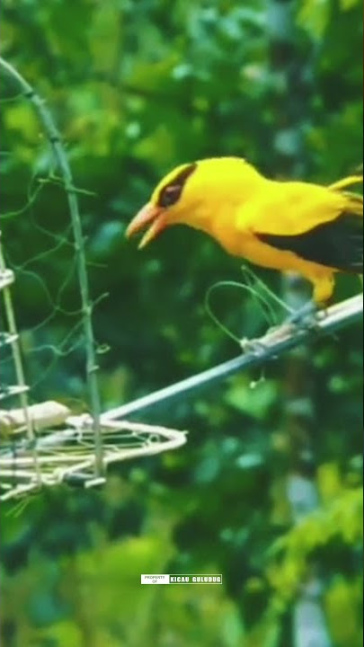 PIKAT BURUNG KEPODANG EMAS