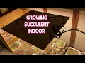 GROWING SUCCULENT INDOOR WITH BLOOM PLUS GROW LIGHT | TRỒNG SEN BẰNG ĐÈN | 다육식물 | 多肉植物 | Suculentas