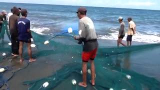 Ikan Duyung Mati Terdampar di Pantai Gresik Putih - ViYoutube