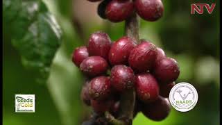 SEEDS OF GOLD: Minting money from coffee farming