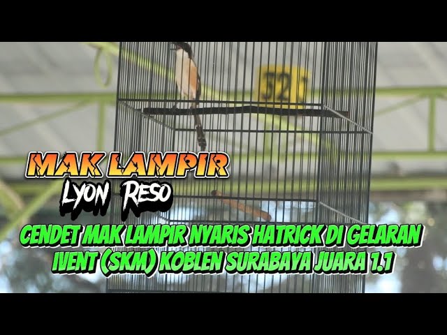 Aksi memukau cendet Mak Lampir milik Bos Lyon Reso menggila di ivent (SKM) Koblen Surabaya class=