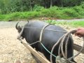 Carabao-Kalabaw ride in Puerto Galera 28th July 2012