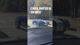Cobra in the Wild #shelbycobra427   #rollingart