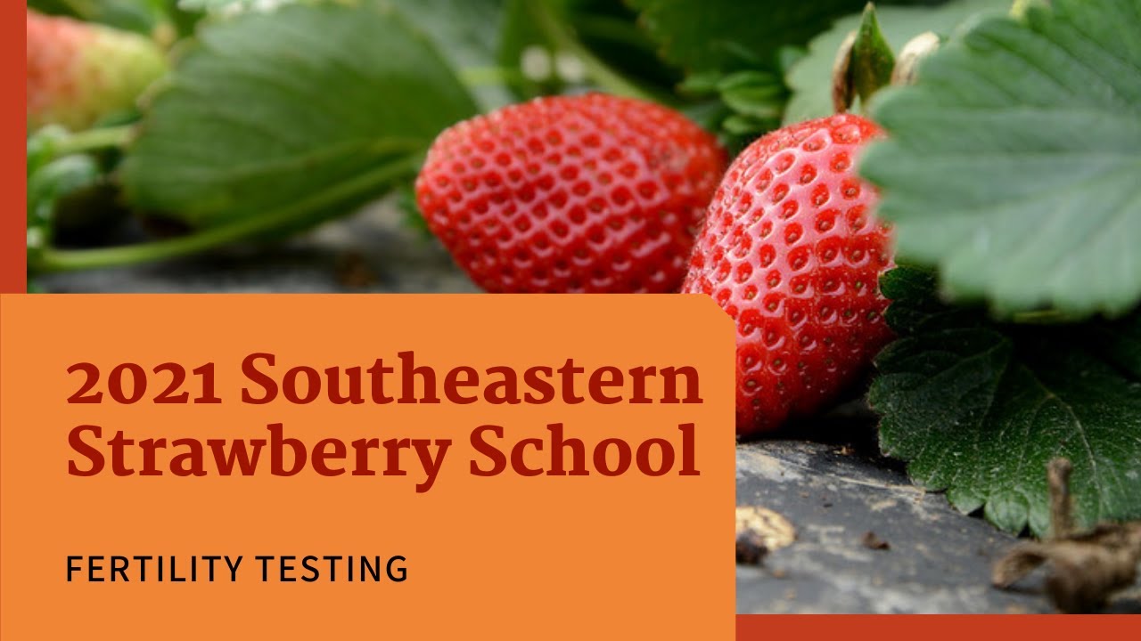 Part 2 Strawberry Fertility Testing YouTube