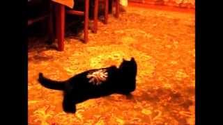Кошка Маруська и валянки Кошка Маруська и валянки