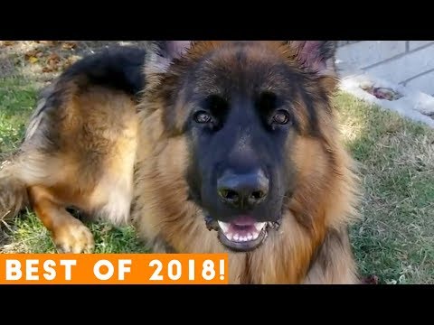 best-animals-of-2018-pt.-2-|-funny-pet-videos