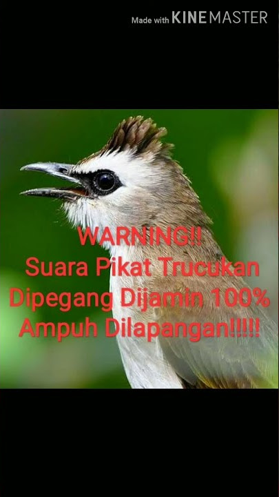 Suara Pikat Trucukan Dipegang, Dijamin Burung Apa Saja Nyambar💯 %