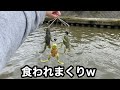 【カエルの合唱リグ】を雨後の川で投げると…