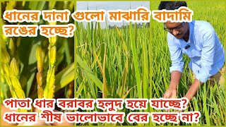 ধানের ব্যাকটেরিয়া জনিত শিস পোড়া রোগ| bacterial Pinnacle blight.