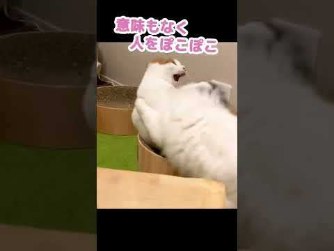 恥ずかしいカッコをさせられる先住猫 #Shorts