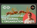 Ref:jmUIauwL-Ew Les fourmis : une organisation secr�te ! - le monde merveilleux des animaux terrestres - c jamy