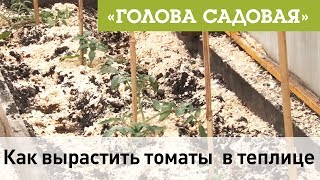 Голова садовая - Как вырастить томаты  в теплице