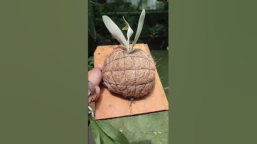 Quấn bầu và lên bảng cho cây ổ rồng