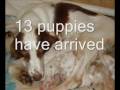 Irish Red & White Setter Puppies の動画、YouTube動画。