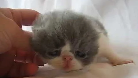 Video 1240141: white exotic shorthair male, blue white exotic shorthair, breed persian, persian cattery