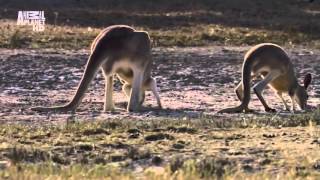 Планета мутантов Австралии   Animal Planet Документальные фильмы о животных