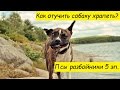 Псы разбойники 5 эп. Как отучить собаку храпеть. Best Jokes