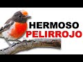 Petroica Goodenovii: El PÁJARO 🔴 PELIRROJO más HERMOSO del MUNDO 🌎 - Animales Salvajes