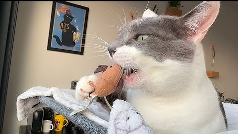 Vlogmas MIMICS Sound ON Rico