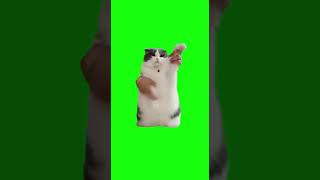 Кот Танцует На Зеленом Фоне