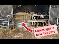 CALVES GET A NEW FEEDER