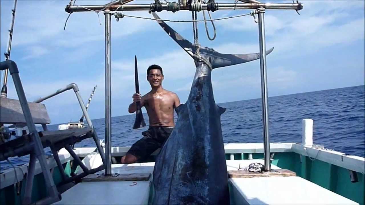 沖縄カジキマグロ238ｋｇ３時間死闘トローリング11年9 7釣り船クレーンズ Youtube