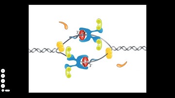 Bacterial DNA Replication