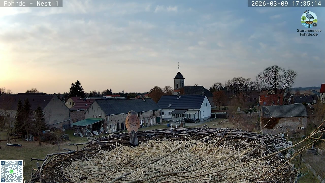 Terzel frisst eine Maus - Turmfalken Fohrde - 09.03.2026
