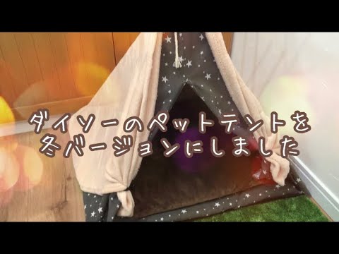 【猫動画】テント暖かくなりました☺️✨(みたらしの日常88)