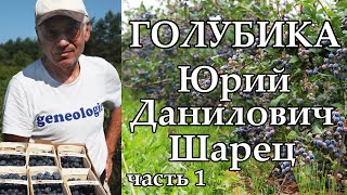 Экофермер Юрий Данилович Шарец о голубике / часть 1