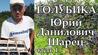 видео: Экофермер Юрий Данилович Шарец о голубике / часть 1 картинка: Экофермер Юрий Данилович Шарец о голубике / часть 1