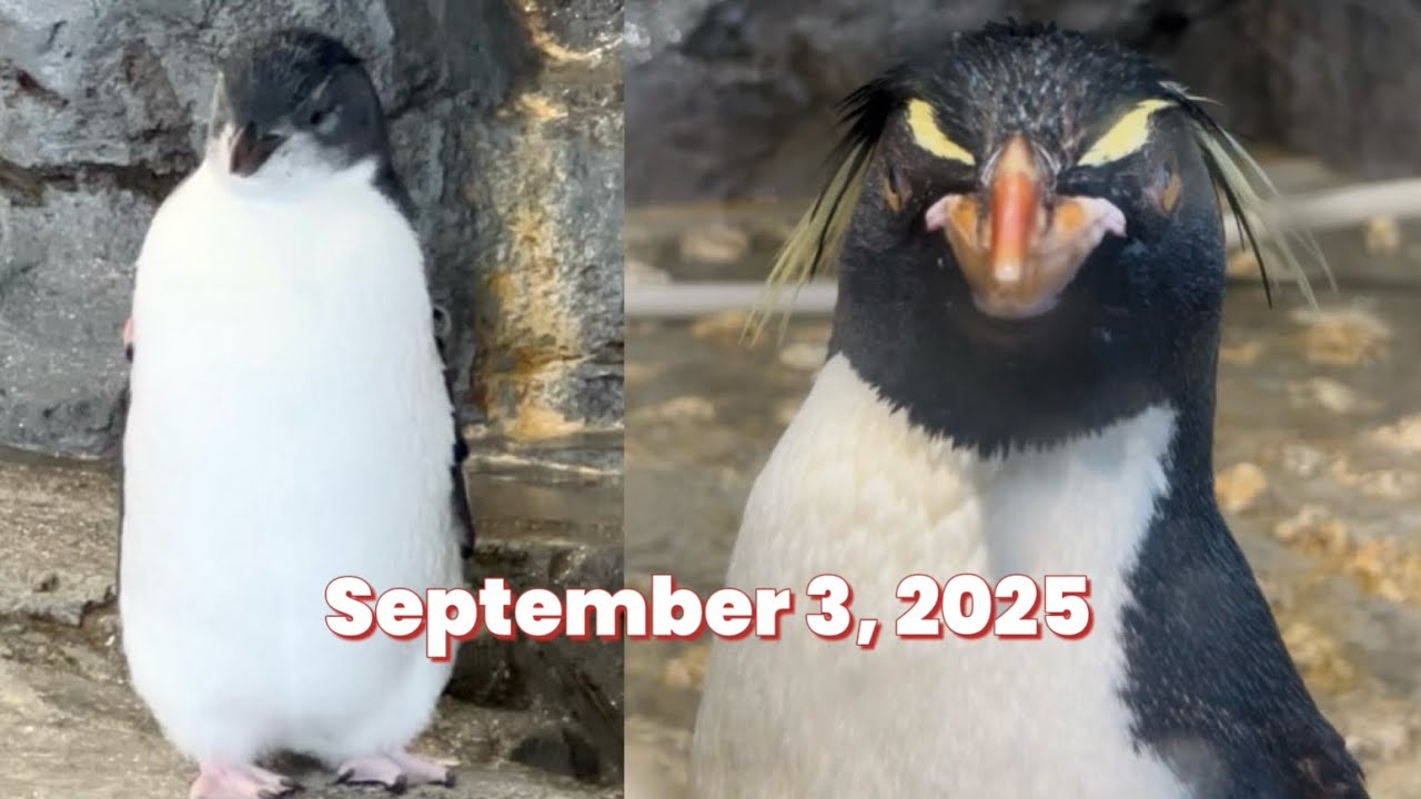 ミナミイワトビペンギンと子どもたち Southern Rockhopper Penguins